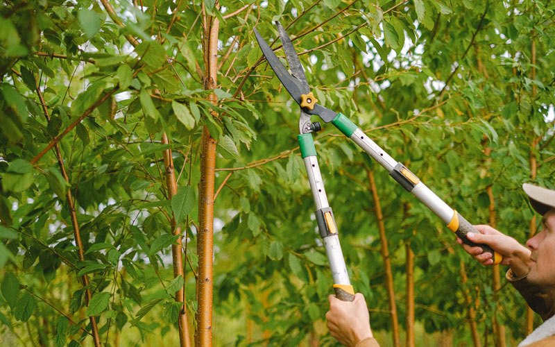 Tree trimming in Hoople, ND