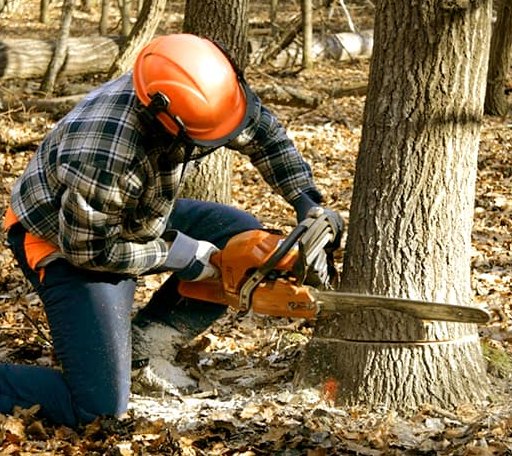 Tree Removal in Hoople, ND